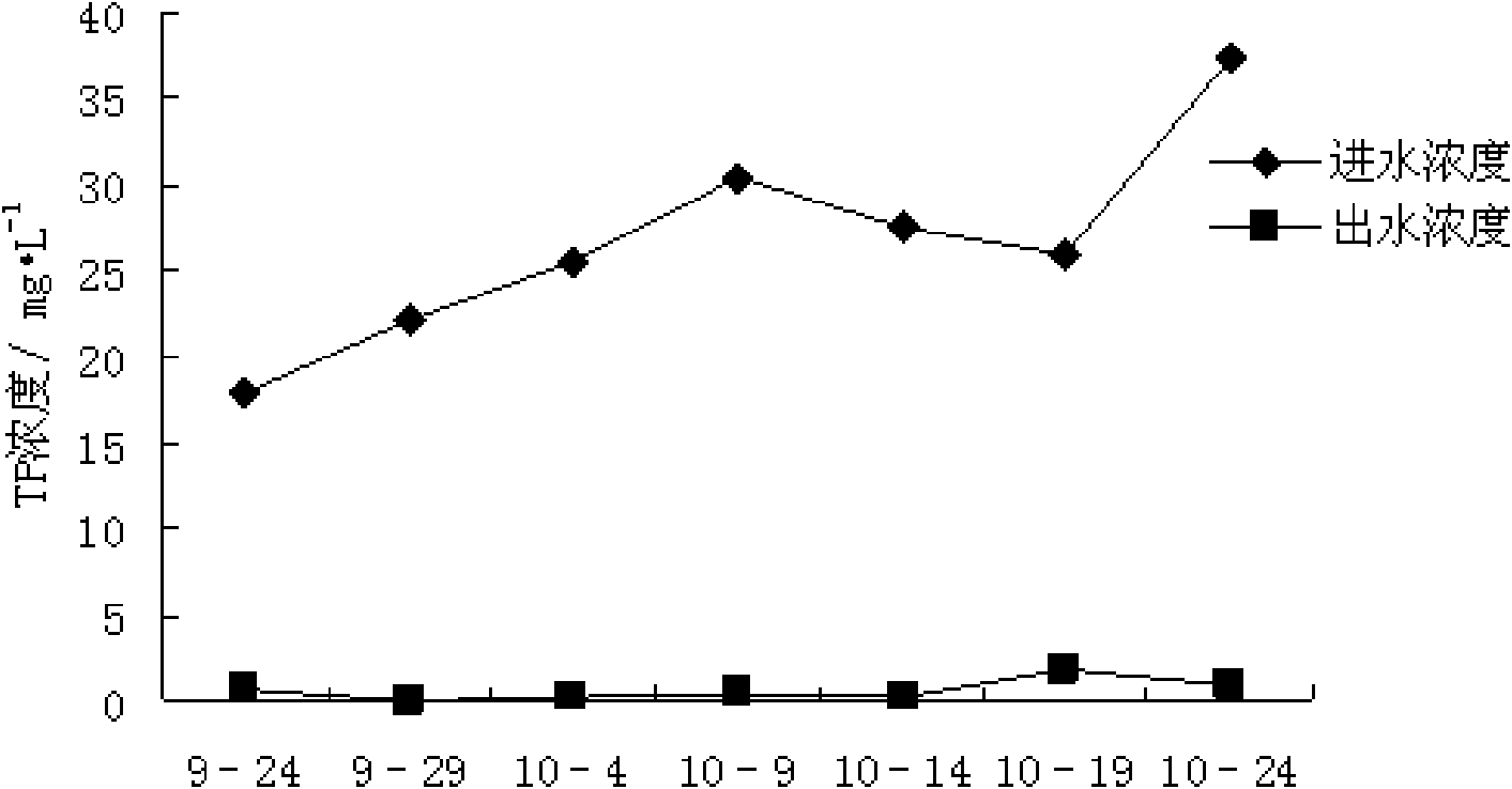 Application of cardamine hirsute in treating livestock and poultry cultivation wastewater