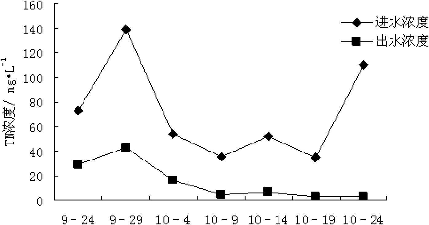 Application of cardamine hirsute in treating livestock and poultry cultivation wastewater