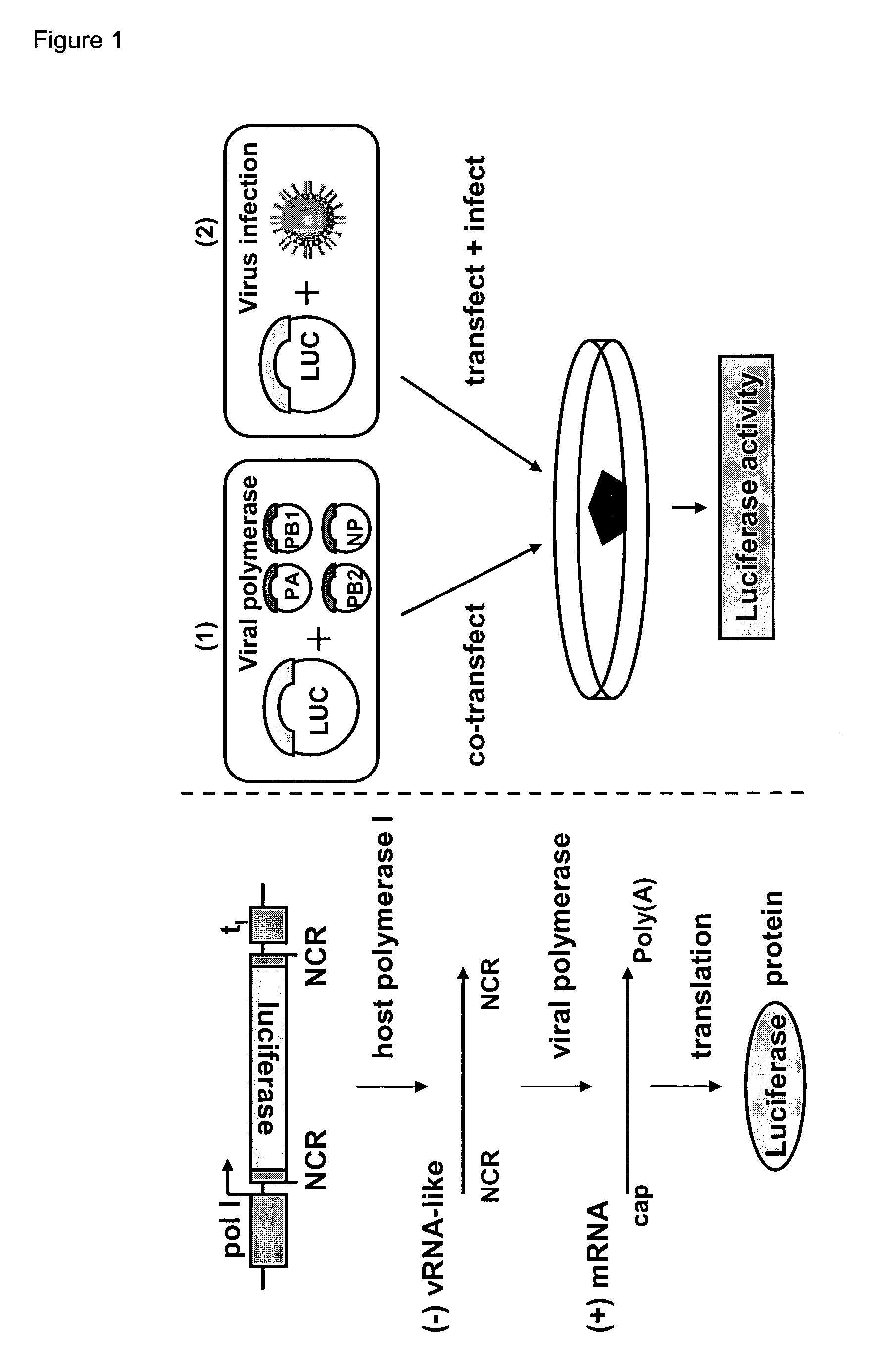 Reverse genetics using non-endogenous pol I promoters