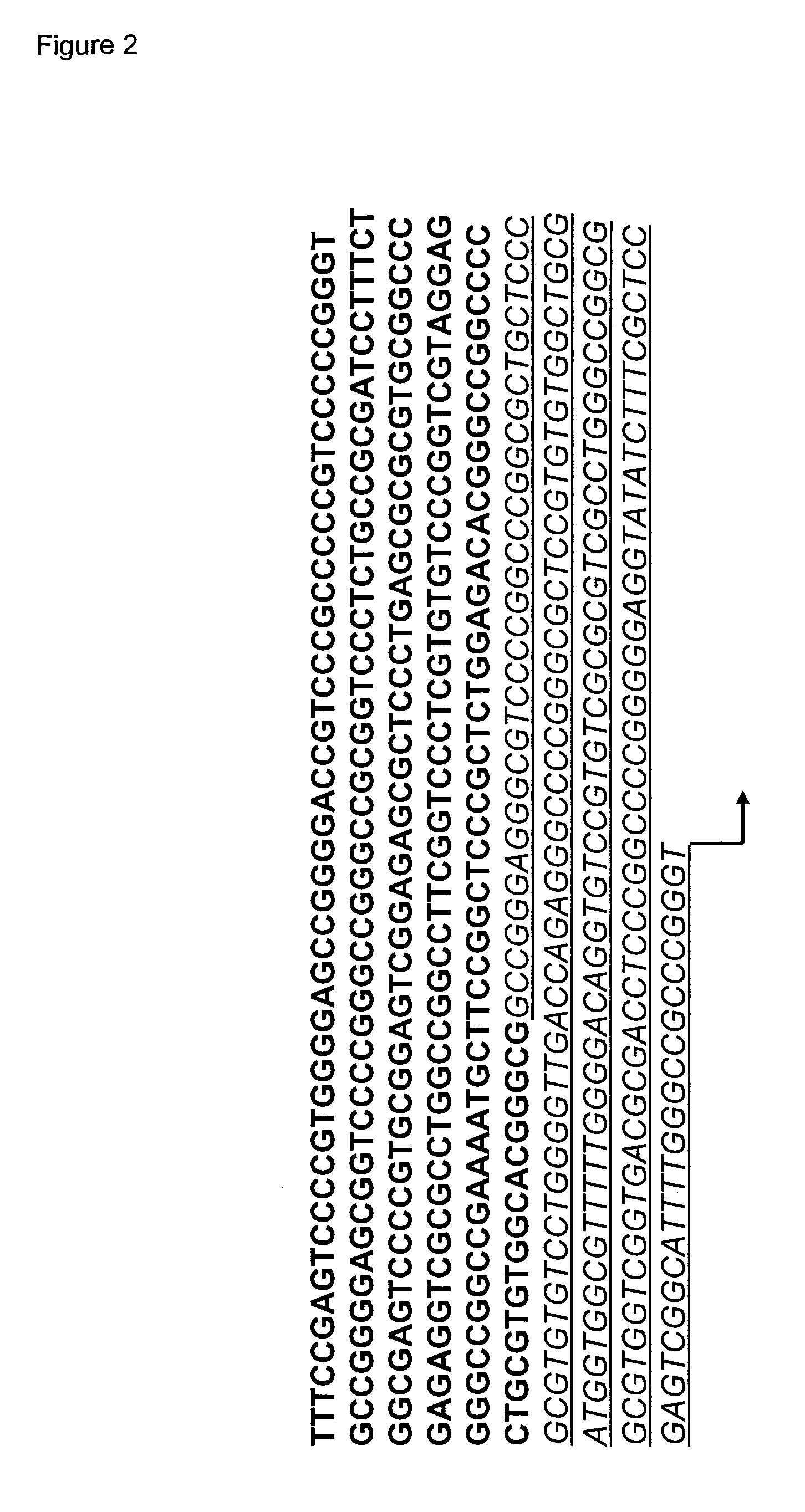 Reverse genetics using non-endogenous pol I promoters