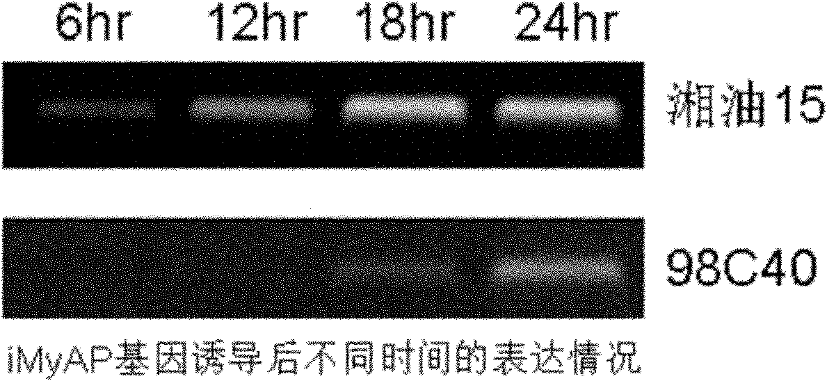 Application of rape iMyAP gene over-expression in sclerotinia sclerotiorum resistance of rape