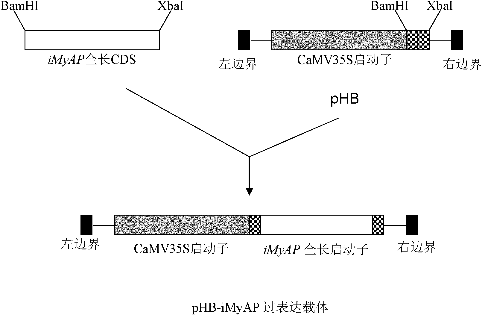 Application of rape iMyAP gene over-expression in sclerotinia sclerotiorum resistance of rape