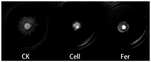 Entomopathogenic nematode symbiotic bacteria strain for inhibiting various plant fungal diseases and application