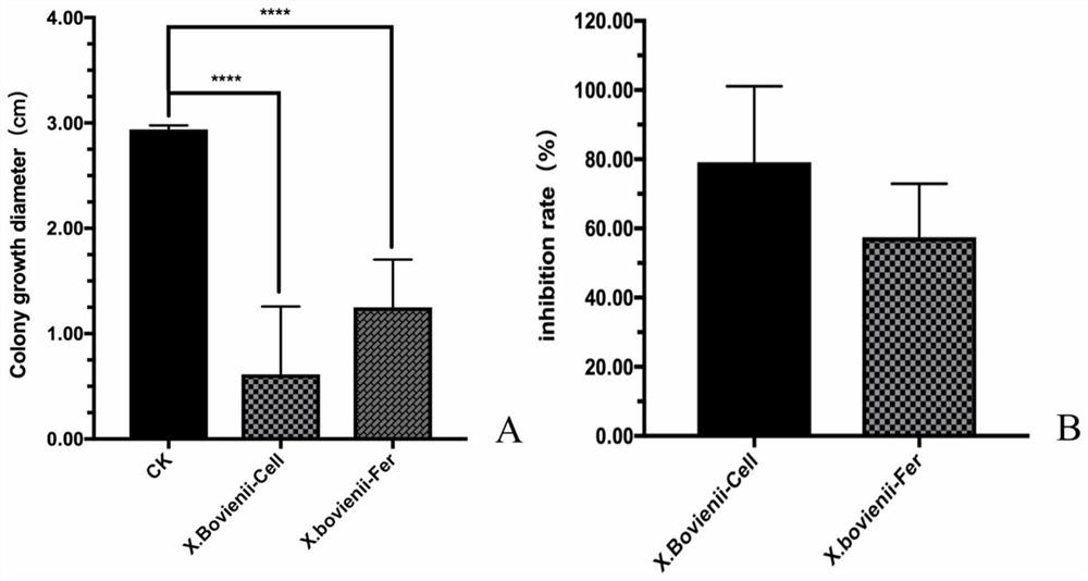 Entomopathogenic nematode symbiotic bacteria strain for inhibiting various plant fungal diseases and application