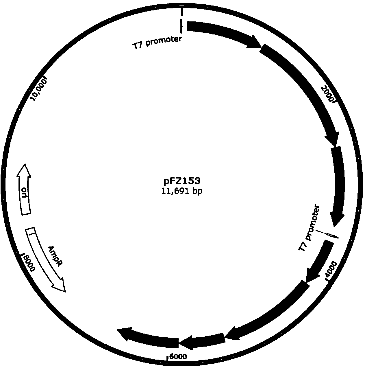 Astaxanthin synthetase of sphingomonas, encoding gene of astaxanthin synthetase and method for genetic manipulation of sphingomonas