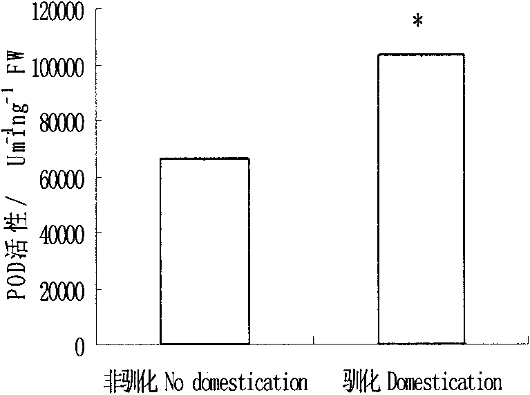 Method for enhancing drought resistance of festuca arundinacea by adopting domesticated plant seeds