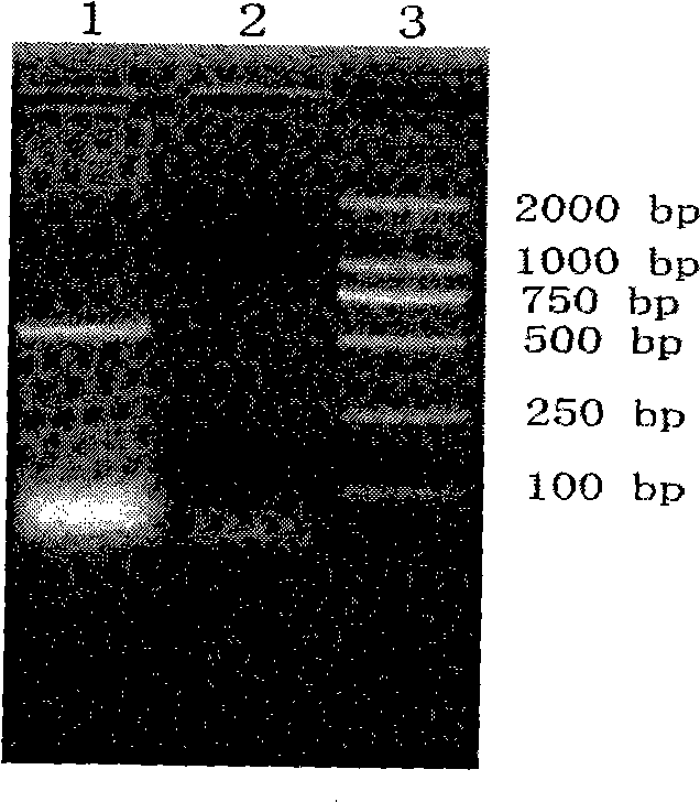 Recombinant strain of mink IFN-Gamma gene