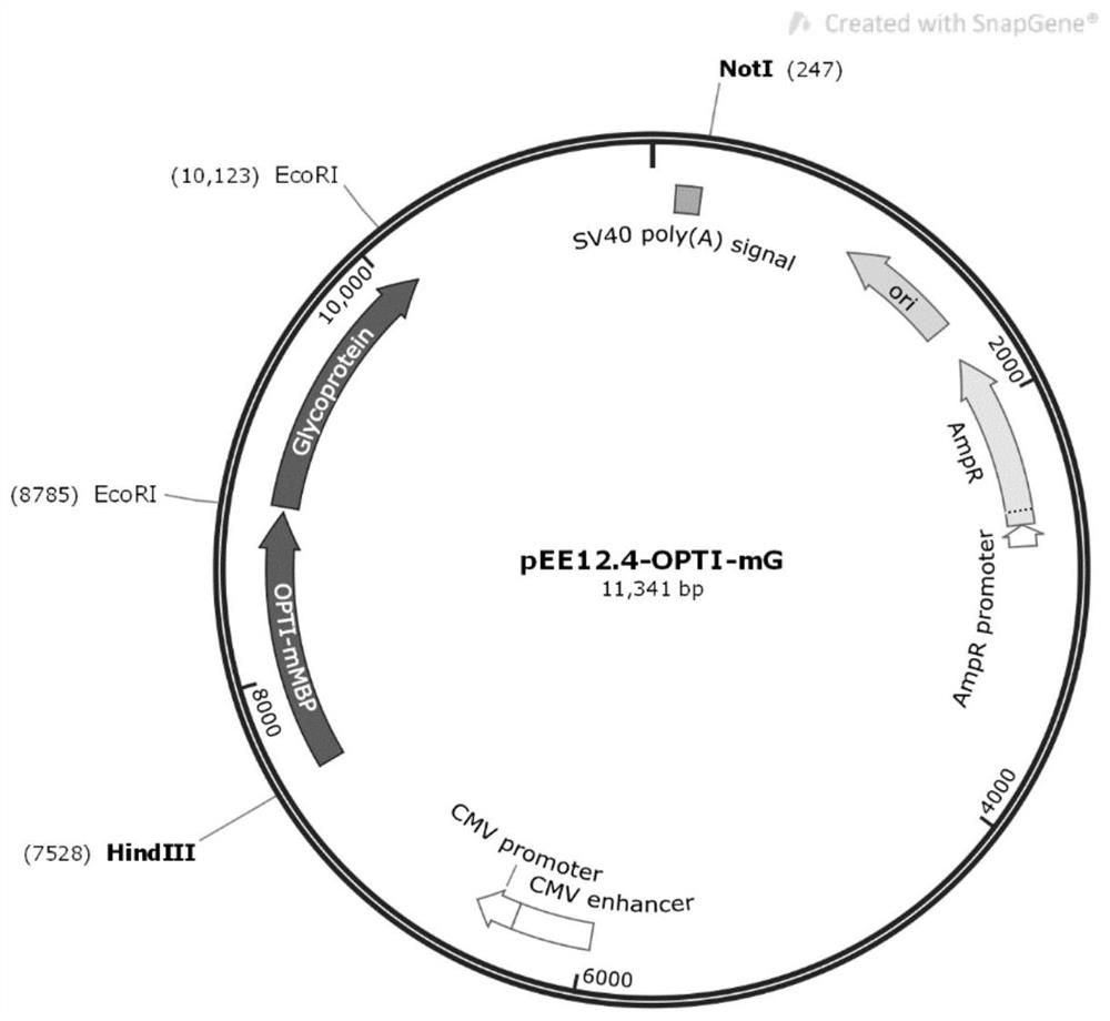 Subunit fusion protein mG on surface of rabies virus as well as preparation method and application of subunit fusion protein mG