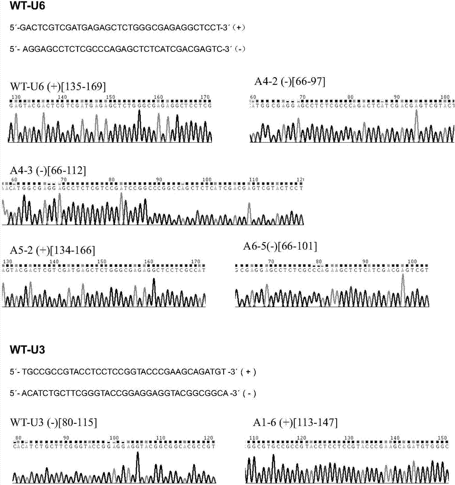 Application of OsGA3ox1 gene to rice male sterile strain line creation