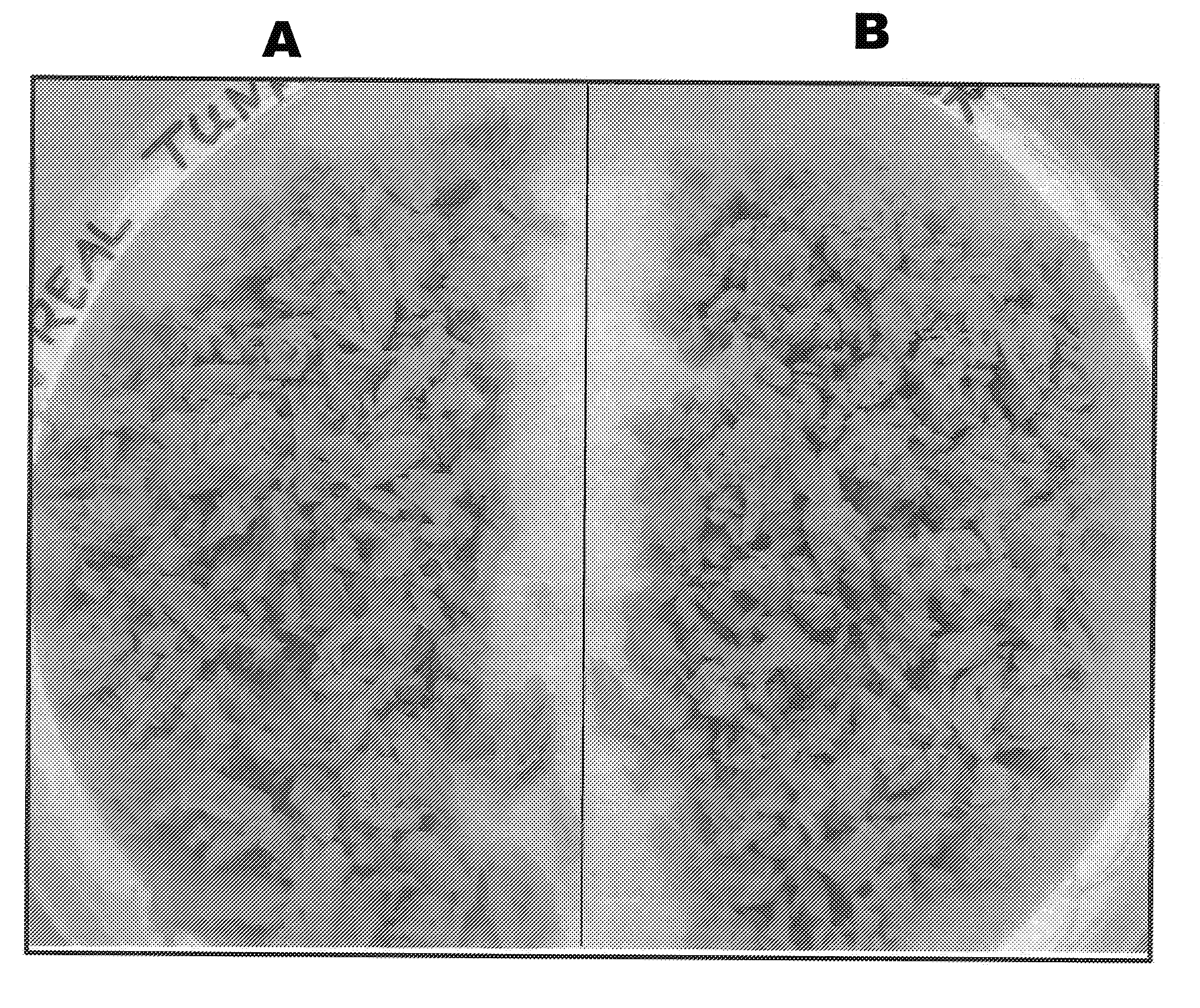 Retorted Fish Compositions and Simulated Fish Compositions Comprising Structured Plant Protein Products