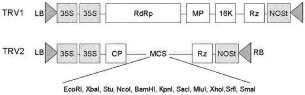 Verticillium dahliae phospholipase target gene fragment and interference vector and application thereof