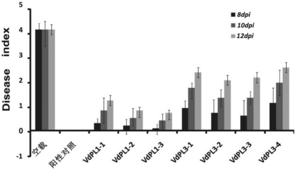 Verticillium dahliae phospholipase target gene fragment and interference vector and application thereof