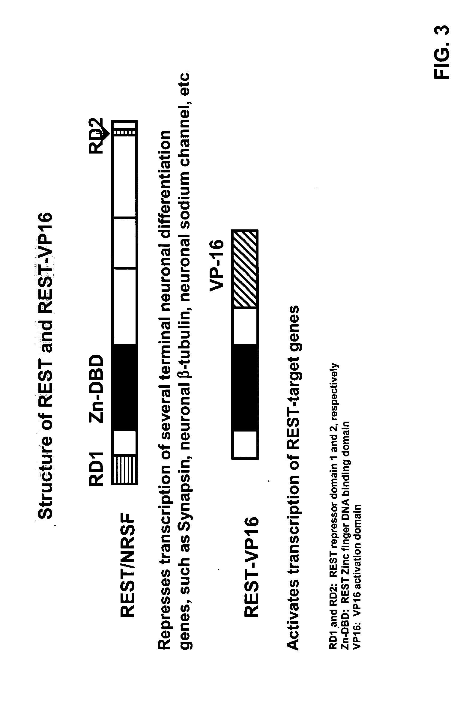 Methods and compositions related to neuronal differentiation