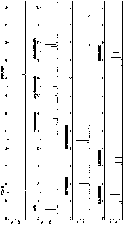 New short nucleotide tandem repeat site and application thereof