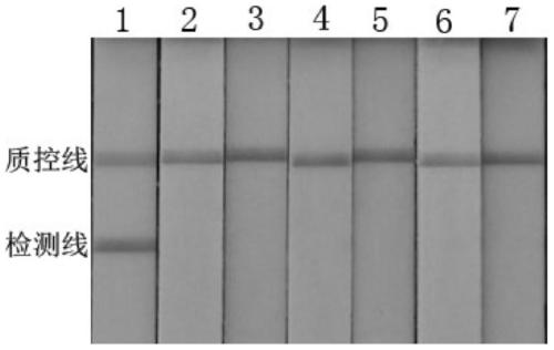 A kind of koi herpes virus cpa detection primer and application