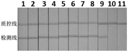 A kind of koi herpes virus cpa detection primer and application