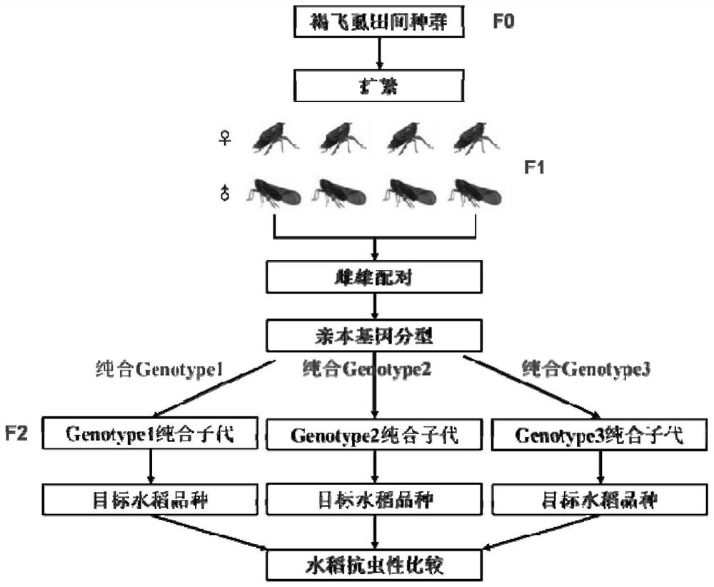 A method for assessing the potential applicability of insect-resistant rice varieties based on brown planthopper-specific virulence genotypes