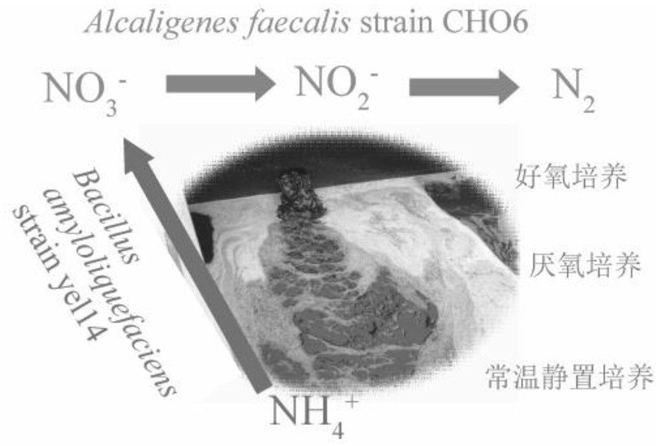 Denitrification microbial agent with broad-spectrum dissolved oxygen and organic carbon tolerance and application thereof