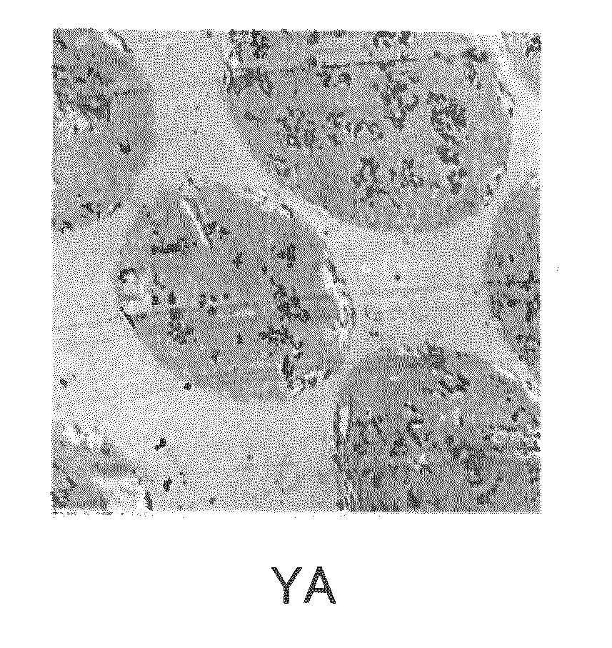 Toner, method for producing the same, and developer