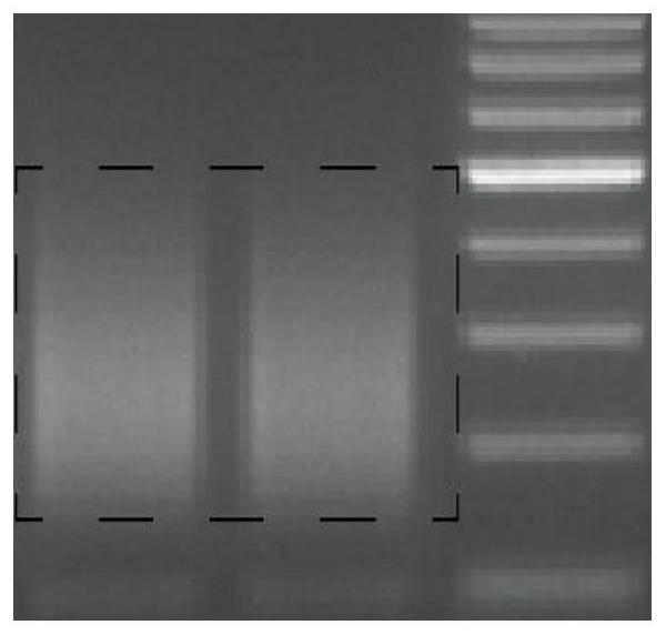 Preparation method of random sgRNA library of enzymic method target sequence