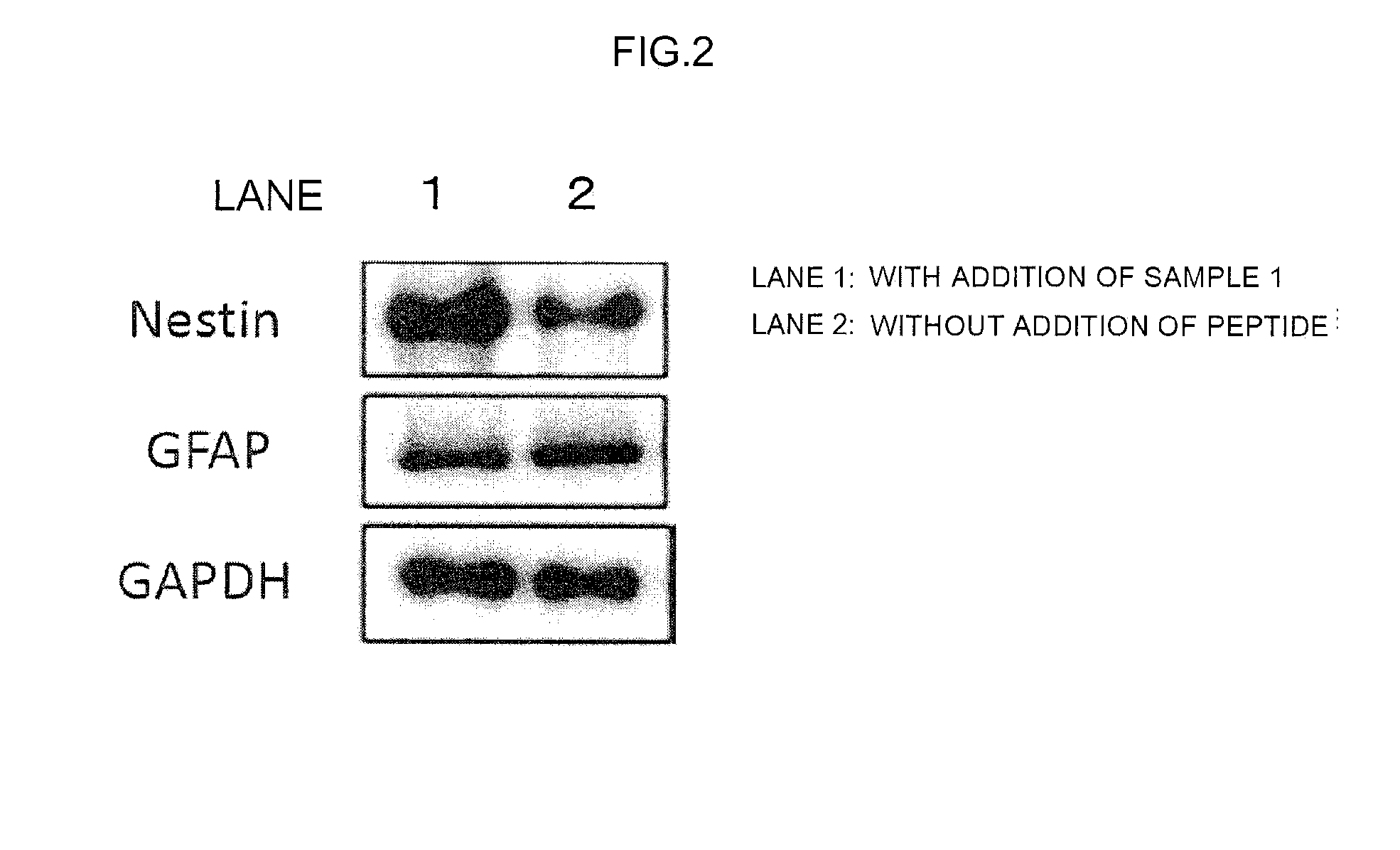 Nestin-inducing synthetic peptide and use thereof