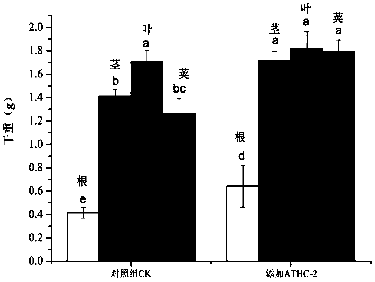 A kind of low-temperature phosphate-dissolving Sinorhizobium and bacterial agent thereof