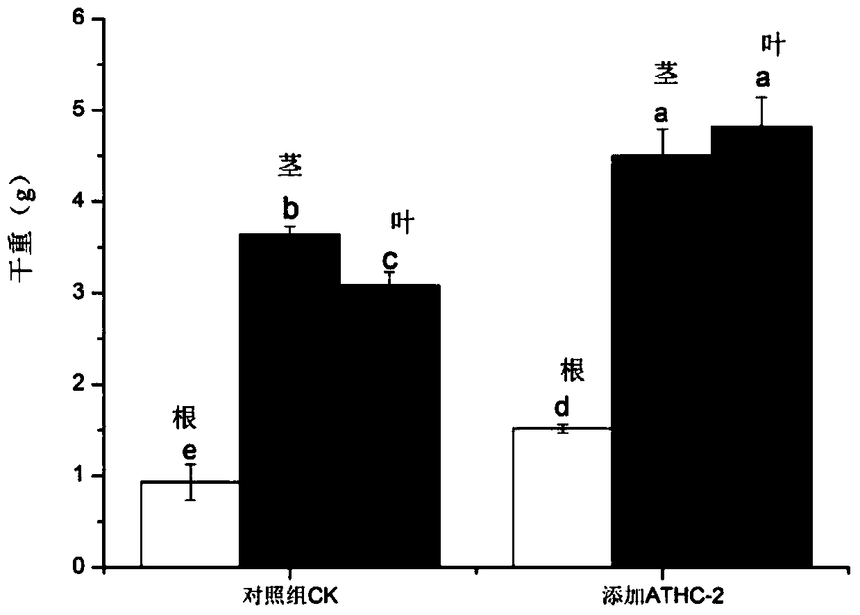 A kind of low-temperature phosphate-dissolving Sinorhizobium and bacterial agent thereof