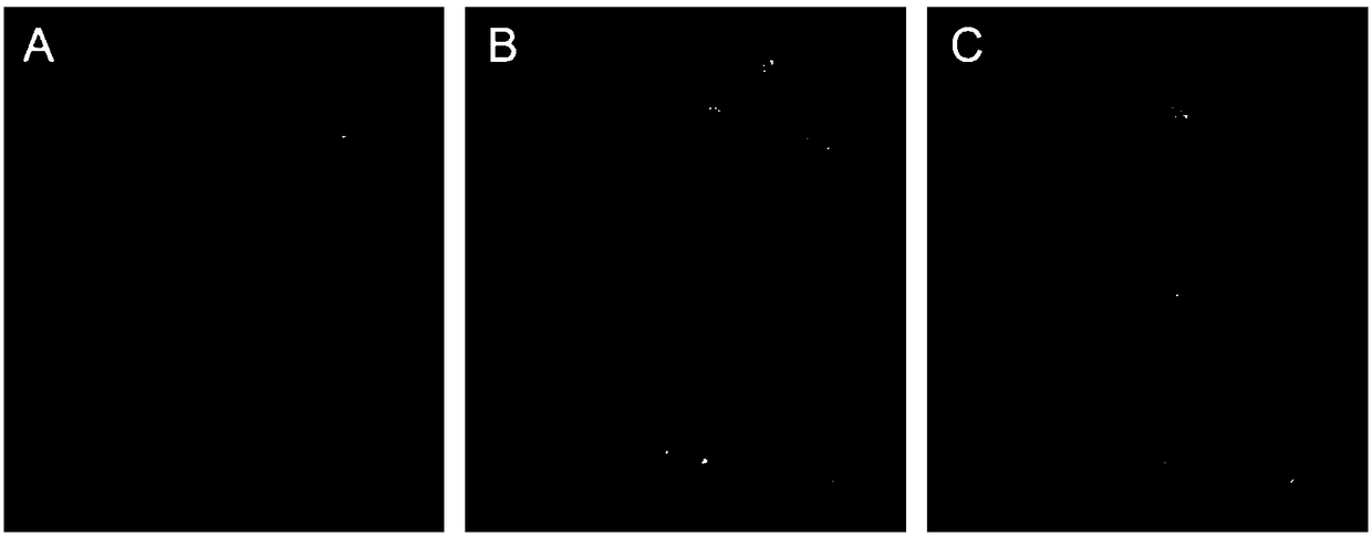 Method for observing distribution and dynamic states of proteins on stomatal guard cell membrane at single-molecule level