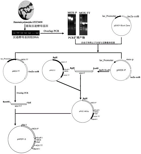 Method for constructing eukaryon Hansenula polymorpha engineering bacteria with recombinant hepatitis B virus genes and method for producing hepatitis B surface antigens