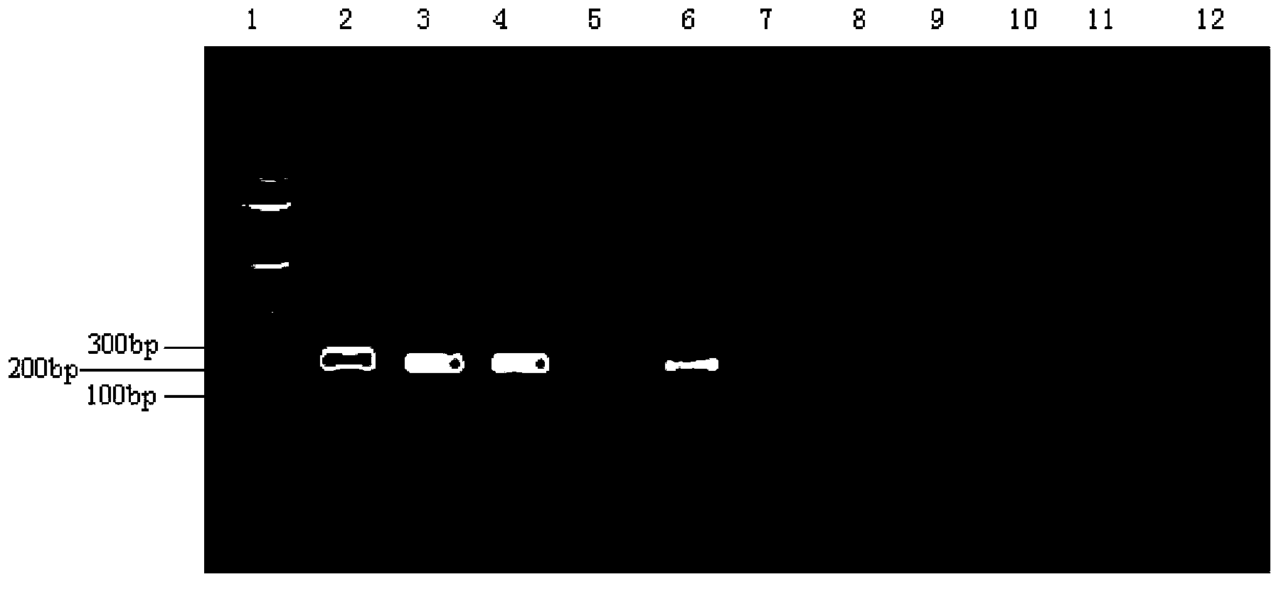 Method for room temperature amplification of DNA