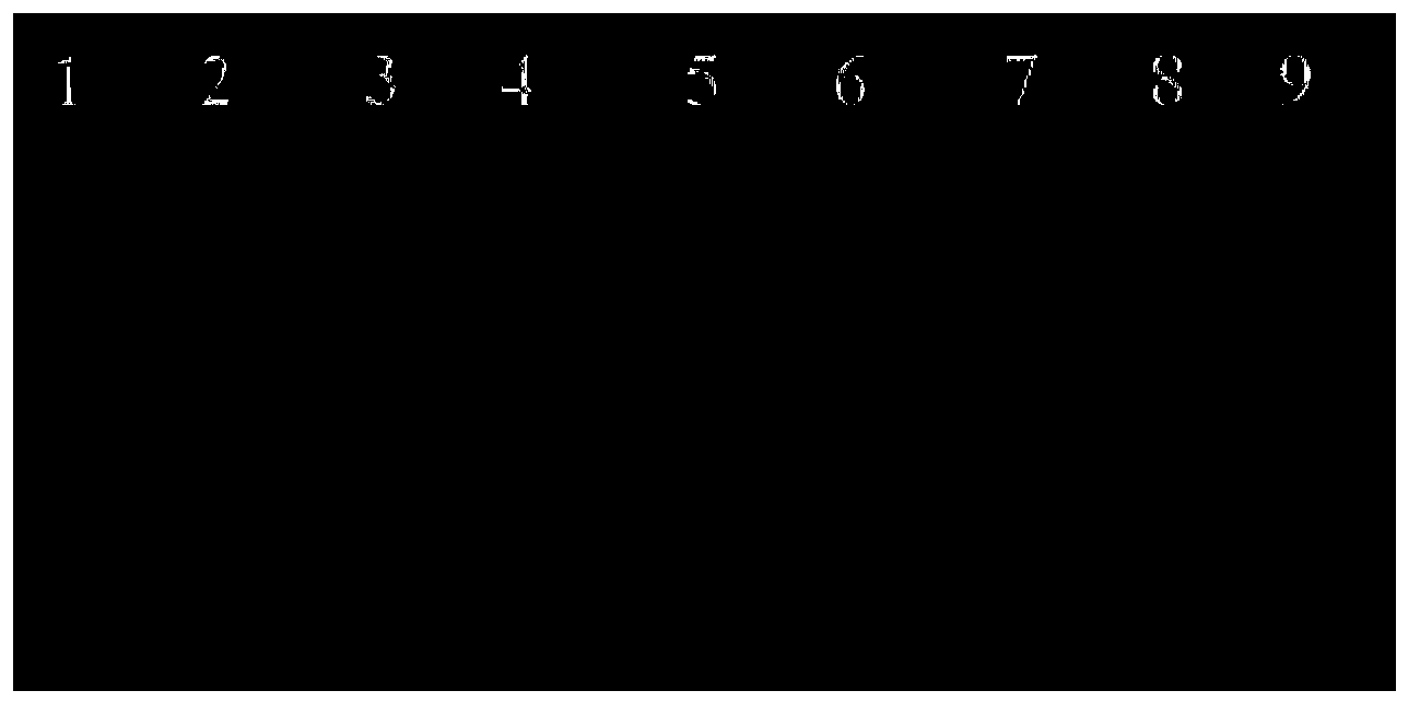 Method for room temperature amplification of DNA