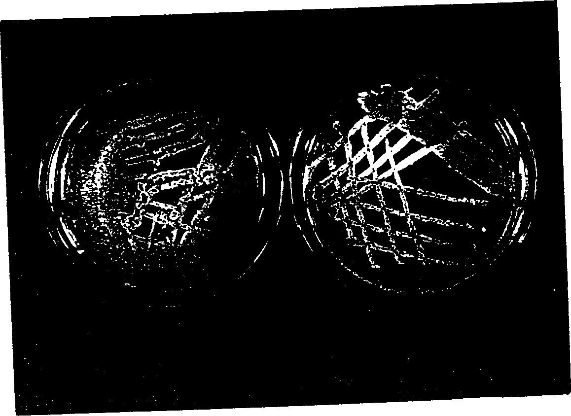 Heat-resistant phytase, clone and expression of gene