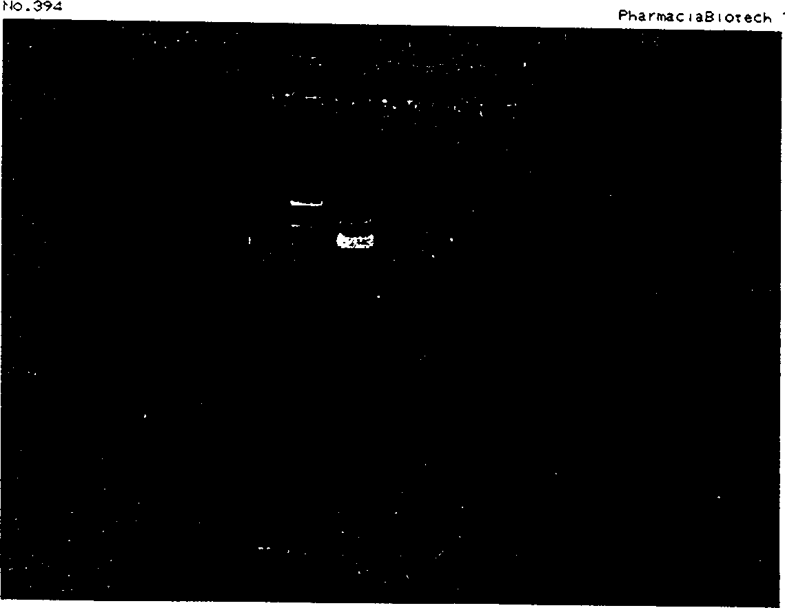 Heat-resistant phytase, clone and expression of gene