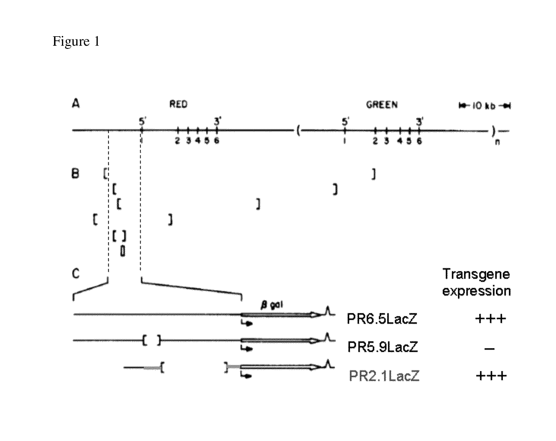 Promoters, expression cassettes, vectors, kits, and methods for the treatment of achromatopsia and other diseases