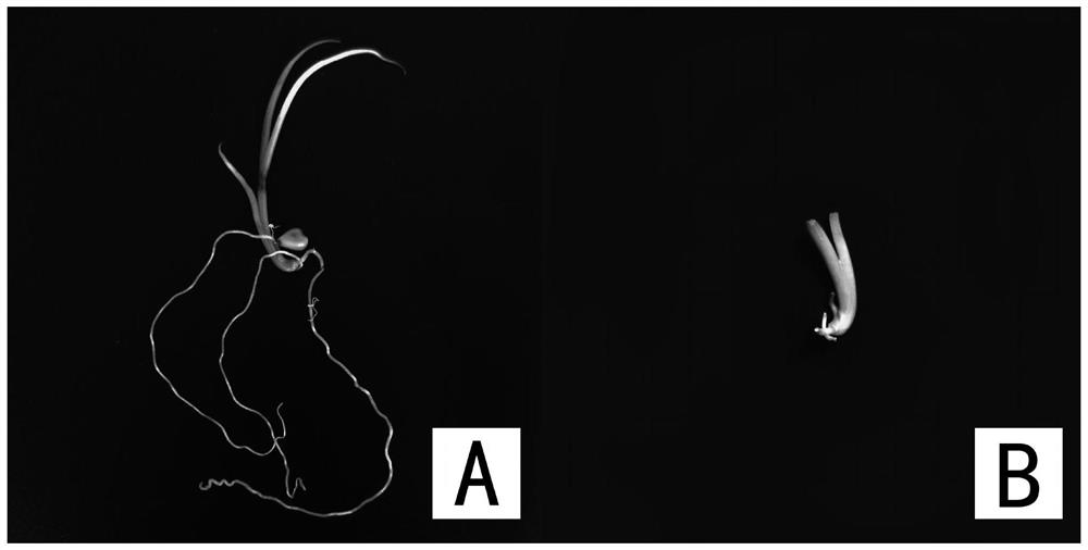 A method for establishing a plant regeneration system of a swallow flower cluster bud approach