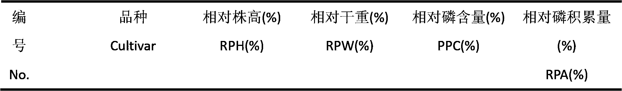 Method for screening variety with relatively-high phosphor utilization efficiency from multiple cut-flower chrysanthemum varieties