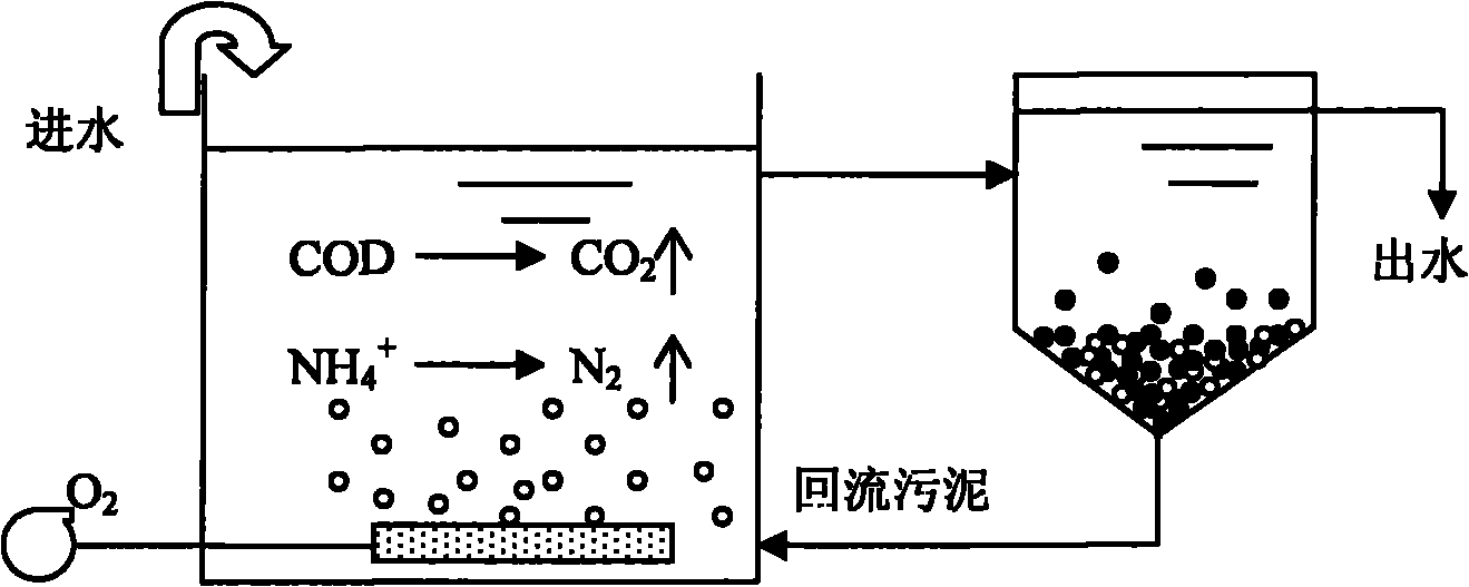 Method for removing carbon and nitrogen pollutants in waste water in one step