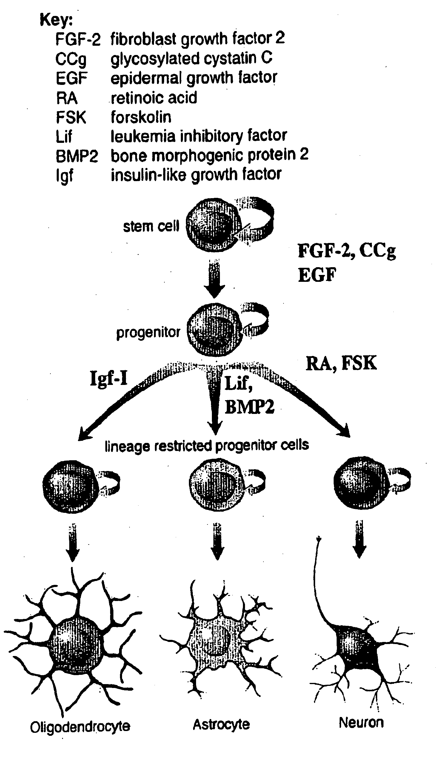 Imaging Correlates of Neurogenesis With MRI