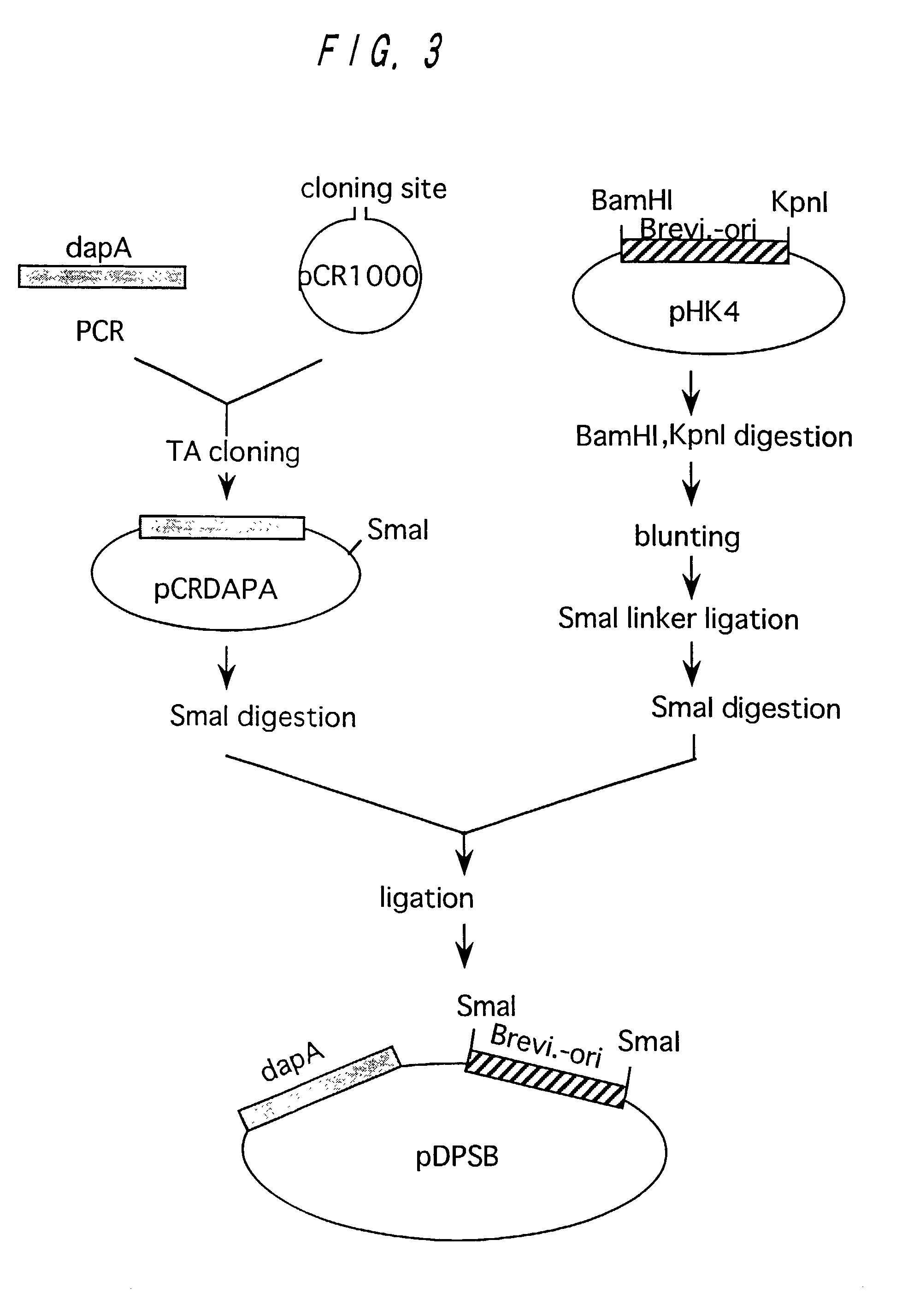 Method of producing L-lysine