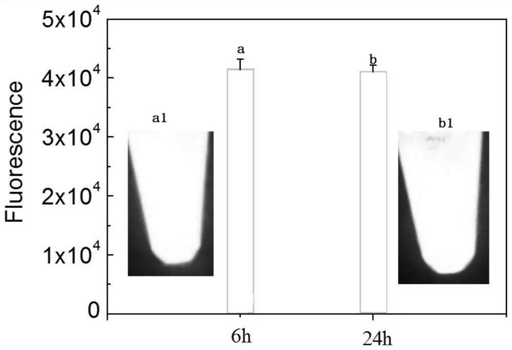 Organometallic chelate, as well as preparation method and application thereof, and probe