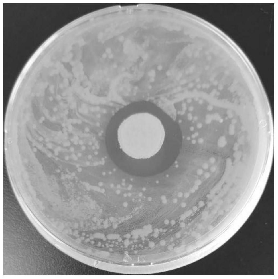 Lactobacillus plantarum SLB01 with inhibiting effect on enterobacter cloacae as well as derivative product and application of lactobacillus plantarum SLB01