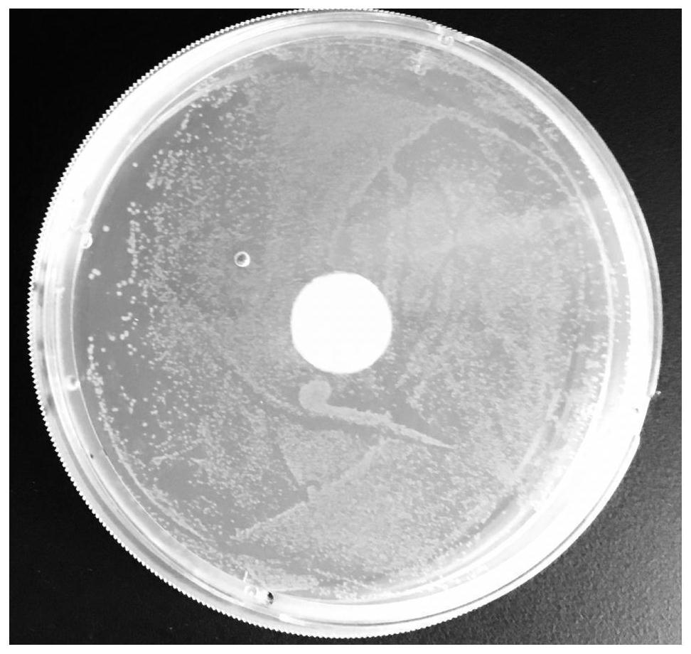 Lactobacillus plantarum SLB01 with inhibiting effect on enterobacter cloacae as well as derivative product and application of lactobacillus plantarum SLB01