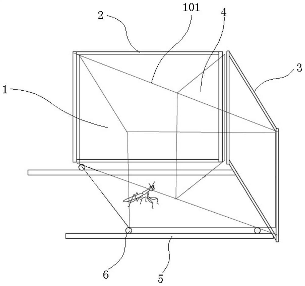 Animal three-dimensional vision measurement device and method