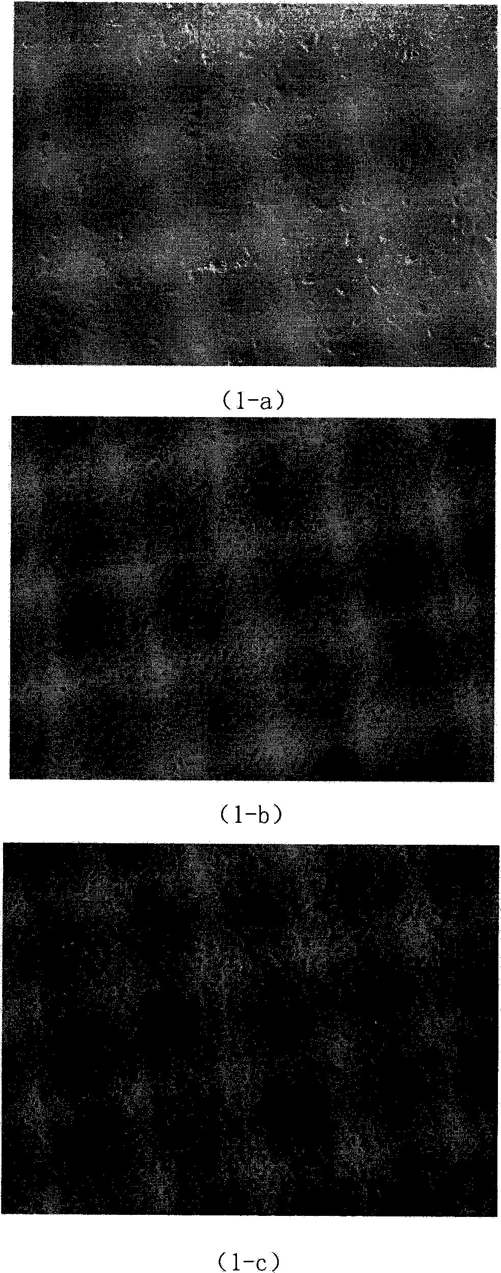 Method for differentiating human neural stem cells into dopaminergic neuron by in-vitro directional induction