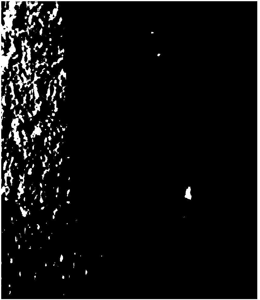 Tea tree mesophyll protoplast separating and purifying method