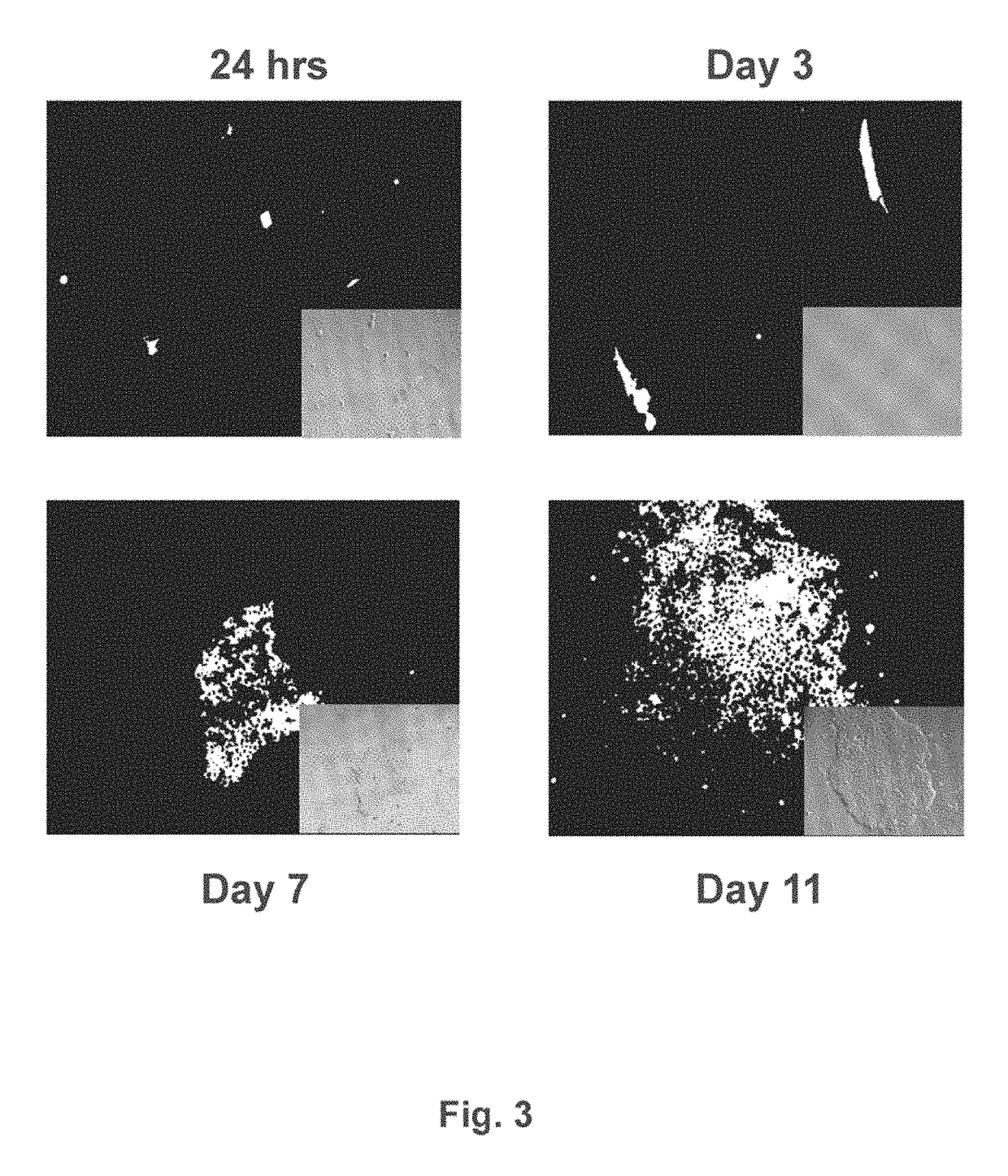 HLA G-modified cells and methods