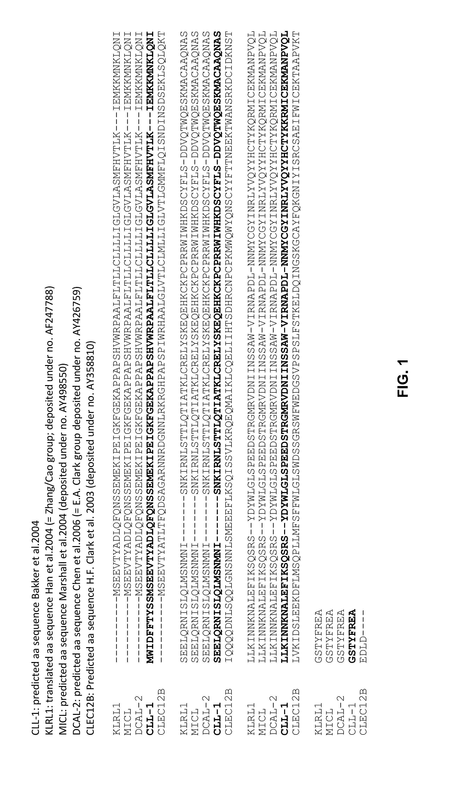 Bispecific igg antibodies as t cell engagers