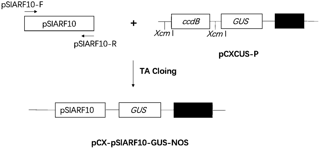 Sl1ARF10 gene and Sl1miR160b regulating tomato lateral bud development and application thereof