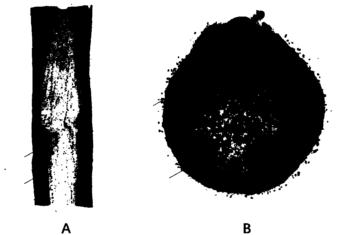 Sl1ARF10 gene and Sl1miR160b regulating tomato lateral bud development and application thereof