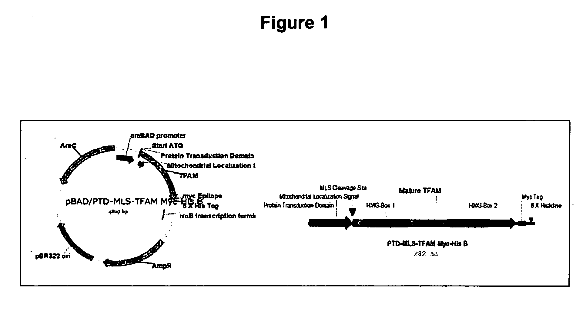 Nonviral vectors for delivering polynucleotides